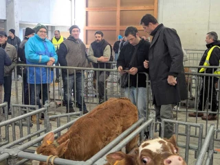 Le marché aux veaux de Saint-Laurent-de-Chamousset rouvre le 9 février