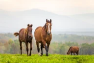 Chevaux : Le GDS de la Loire alerte sur la circulation de l’herpèsvirose et de la grippe équine 