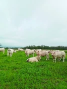 Sicarev : Comment le sanitaire a bousculé  l’organisation des flux d’animaux ? 