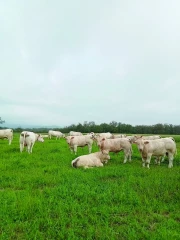 Sicarev : Comment le sanitaire a bousculé  l’organisation des flux d’animaux ? 