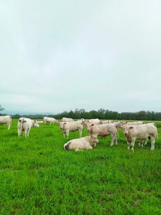 Sicarev : Comment le sanitaire a bousculé  l’organisation des flux d’animaux ? 