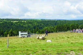 Les éleveurs ovins de la Loire préparent le comice et la Journée du mouton