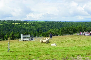 Les éleveurs ovins de la Loire préparent le comice et la Journée du mouton