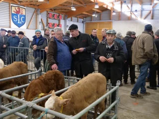 Après quatre mois de fermeture liée à la DNC, la cloche a resonné au marché aux veaux de Saint-Laurent-de-Chamousset
