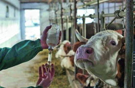 Dermatose nodulaire contagieuse : l’État prolonge la vaccination ciblée