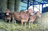 Race Limousine : quand le sanitaire perturbe les rassemblements de bovins