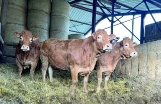 Race Limousine : quand le sanitaire perturbe les rassemblements de bovins