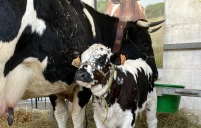 Bovins au comice de Feurs : pourquoi ils sont autorisés malgré la DNC