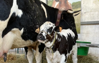 Bovins au comice de Feurs : pourquoi ils sont autorisés malgré la DNC