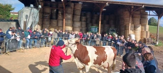 DNC et règles sanitaires : comment les éleveurs montbéliards de la Loire s’adaptent