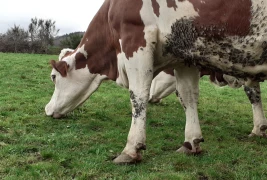 Les clés pour un déprimage réussi