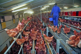 Pour lutter contre la pénurue d'œufs, la filière vise 575 nouveaux bâtiments d’ici à 2035