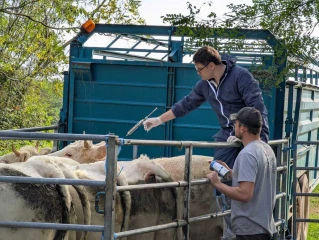 DNC : la FRSEA Auvergne-Rhône-Alpes veut vacciner avant la montée aux estives