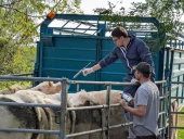 DNC : la FRSEA Auvergne-Rhône-Alpes veut vacciner avant la montée aux estives