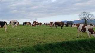 Dans la Loire, profitez des bonnes conditions météo pour sortir les animaux 