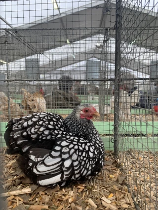 700 animaux à plumes et à poils