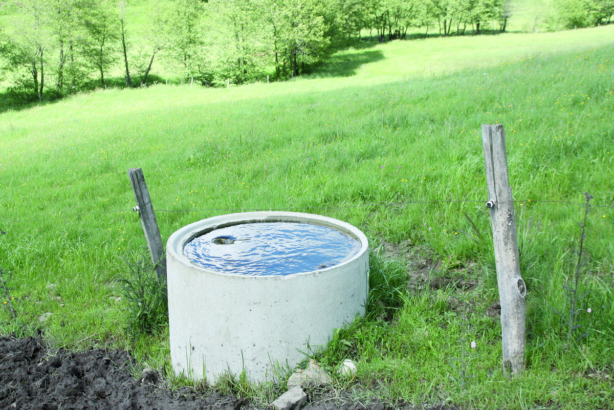 Abreuvement des bovins : quels besoins en eau au pâturage ?