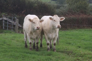 Elevage allaitant : quelles sont les pistes pour atteindre l’autonomie alimentaire ? 