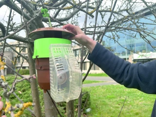 Frelon asiatique dans la Loire : c’est le moment de piéger les fondatrices