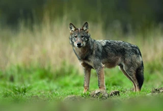 Dans la Loire, quelles sont les aides à la protection contre le loup ?