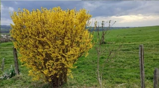 Penser au déprimage pour avoir de meilleurs fourrages
