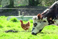 Maladies animales : quels risques pour les élevages et comment s’en protéger ?