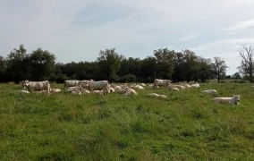 Plus-value de cession et fiscalité des bovins : ce que les éleveurs ligériens doivent savoir