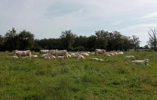 Plus-value de cession et fiscalité des bovins : ce que les éleveurs ligériens doivent savoir