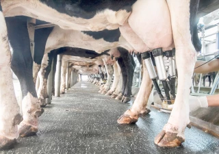 « On s’adapte en décalant la traite »