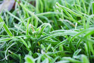 Retour du froid : adapter sa stratégie de pâturage