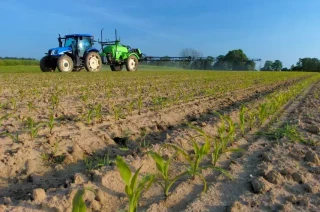 Maïs : comment gérer graminées, vivaces et adventices pour un désherbage efficace ?