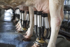 Prix du lait : la baisse se confirme en Europe, les coûts dépassent désormais les revenus