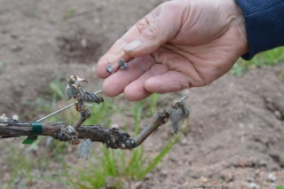 Aléas climatiques : comment déclarer ses pertes pour espérer une indemnisation ?