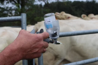 Dermatose nodulaire contagieuse : revaccination recommandée des veaux