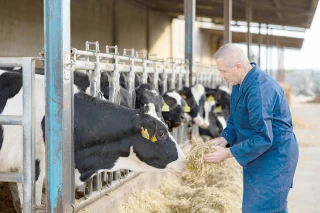 Quand et quelles matières grasses utiliser dans la ration des vaches laitières ?