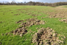 Pour protéger les cultures, le sanglier chassé jusqu’au 31 mai dans la Loire