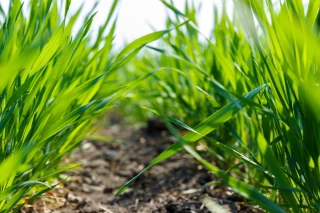 L’irrigation des céréales et des ray-grass commence en varennes légères