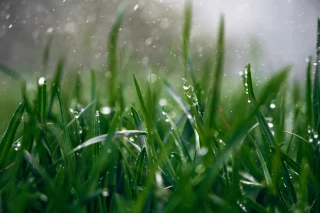 La pluie a-t-elle été suffisante pour mettre en pause l'irrigation dans la Loire ? 