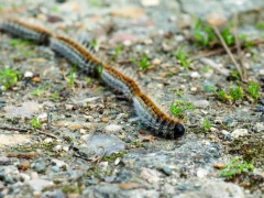 Chenilles processionnaires : comment s'en protéger ? 