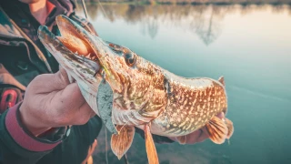 Les règles de pêche appliquées aux carnassiers