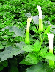 Datura : comment mieux le connaître pour mieux le combattre
