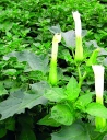 Datura : comment mieux le connaître pour mieux le combattre