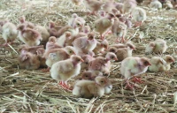 Influenza aviaire : quelles aides pour les éleveurs de la Loire ?