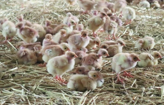 Influenza aviaire : quelles aides pour les éleveurs de la Loire ?