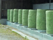 Quelles sont les règles à suivre pour bien sécher le foin en balles rondes ? 