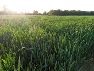L'irrigation des céréales démarre ou reprend dans la Loire