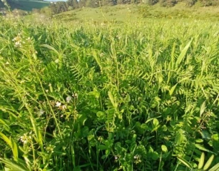 Dans la Loire, les valeurs alimentaires des prairies évoluent vite