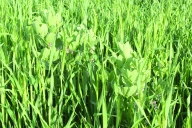 Quelles sont les précautions à prendre pour ensiler les méteils riches en protéagineux ? 