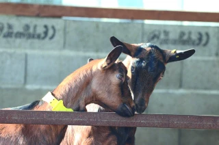 ''Trouvailles de chevrier" : un concours pour valoriser les innovations du quotidien des éleveurs caprins