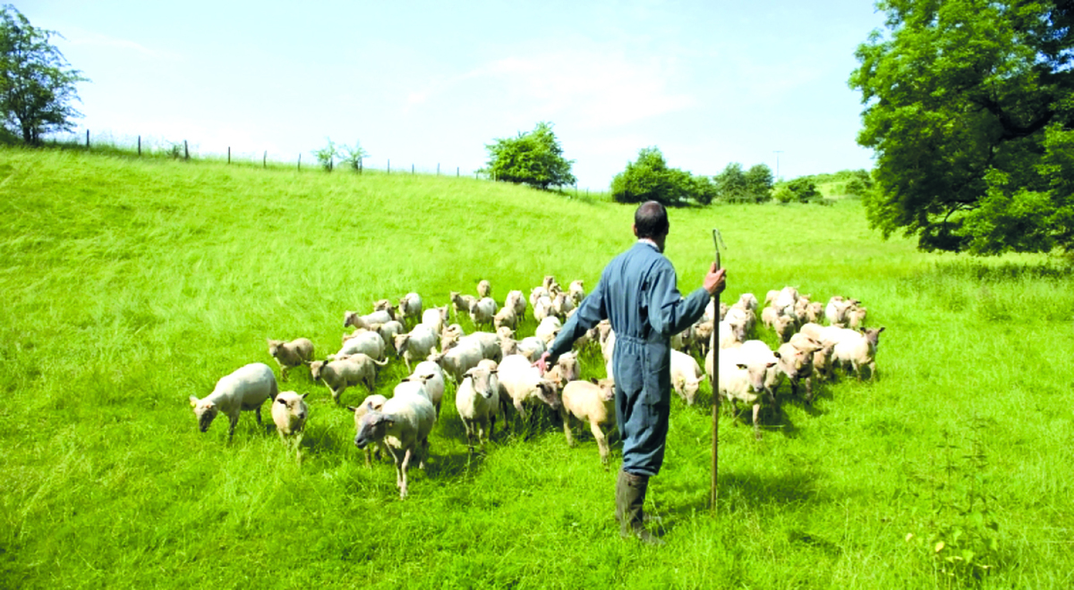 La FCO pèsera encore sur la production d’ovins en 2026